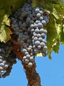 Weinanbaugebiete in Extremadura - Die Tempranillo-Traube